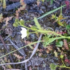 Drosera gunniana at Kambah, ACT - 3 Oct 2020 12:50 PM