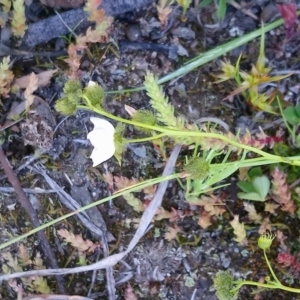 Drosera gunniana at Kambah, ACT - 3 Oct 2020