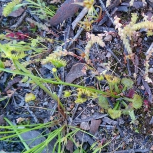 Drosera gunniana at Kambah, ACT - 3 Oct 2020