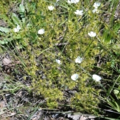 Drosera gunniana at Kambah, ACT - 3 Oct 2020 12:50 PM