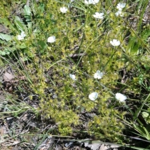 Drosera gunniana at Kambah, ACT - 3 Oct 2020