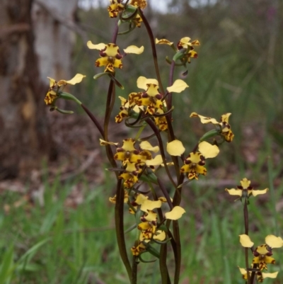 Diuris pardina (Leopard Doubletail) at Kaleen, ACT - 1 Oct 2020 by DPRees125