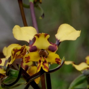 Diuris pardina at Kaleen, ACT - suppressed