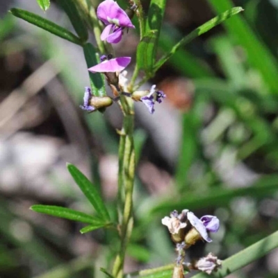 Glycine clandestina (Twining Glycine) at Dryandra St Woodland - 2 Oct 2020 by ConBoekel