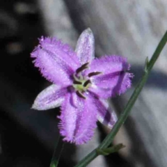 Thysanotus patersonii (Twining Fringe Lily) at Dryandra St Woodland - 2 Oct 2020 by ConBoekel