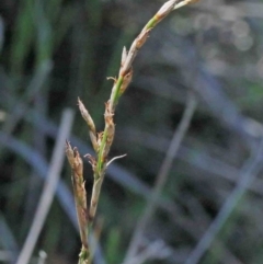 Lepidosperma laterale (Variable Sword Sedge) at Dryandra St Woodland - 2 Oct 2020 by ConBoekel