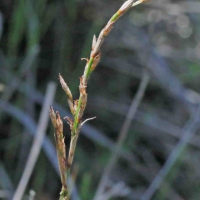 Lepidosperma laterale (Variable Sword Sedge) at Dryandra St Woodland - 2 Oct 2020 by ConBoekel