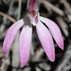 Caladenia fuscata (Dusky Fingers) at O'Connor, ACT - 2 Oct 2020 by ConBoekel