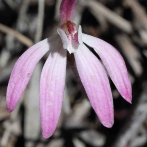 Caladenia fuscata at O'Connor, ACT - 2 Oct 2020