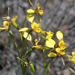 Diuris nigromontana (Black Mountain Leopard Orchid) at Dryandra St Woodland - 2 Oct 2020 by ConBoekel