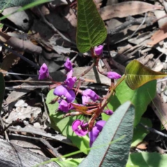 Hardenbergia violacea (False Sarsaparilla) at O'Connor, ACT - 2 Oct 2020 by ConBoekel