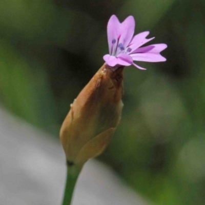 Petrorhagia nanteuilii (Proliferous Pink, Childling Pink) at Dryandra St Woodland - 2 Oct 2020 by ConBoekel