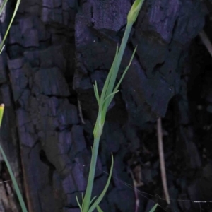 Petrorhagia nanteuilii at O'Connor, ACT - 2 Oct 2020