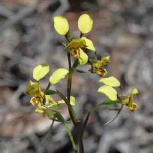 Diuris nigromontana at O'Connor, ACT - 2 Oct 2020