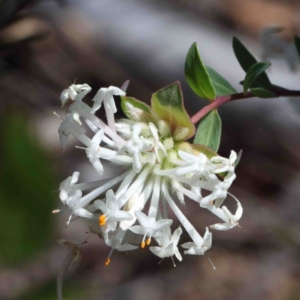 Pimelea linifolia at O'Connor, ACT - 2 Oct 2020