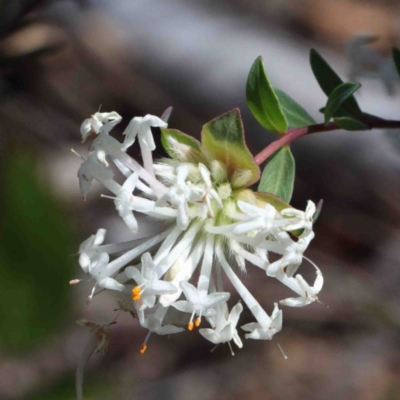 Pimelea linifolia (Slender Rice Flower) at Dryandra St Woodland - 2 Oct 2020 by ConBoekel