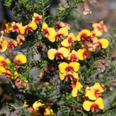Dillwynia phylicoides (A Parrot-pea) at Dryandra St Woodland - 2 Oct 2020 by ConBoekel