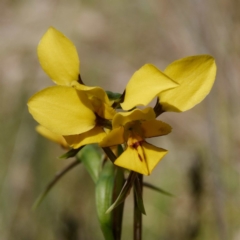 Diuris sp. (hybrid) (Hybrid Donkey Orchid) at Kaleen, ACT - 1 Oct 2020 by DPRees125