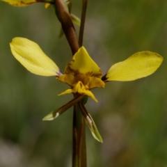 Diuris sp. (hybrid) (Hybrid Donkey Orchid) at Kaleen, ACT - 3 Oct 2020 by DPRees125