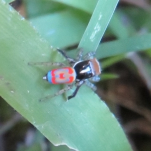 Maratus pavonis at Flynn, ACT - 3 Oct 2020