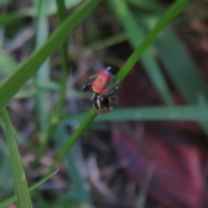 Maratus pavonis at Flynn, ACT - suppressed