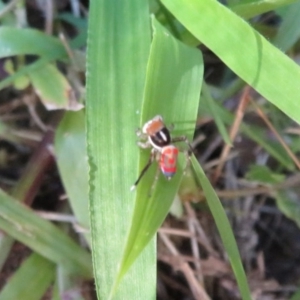 Maratus pavonis at Flynn, ACT - 3 Oct 2020