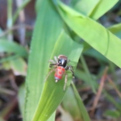 Maratus pavonis at Flynn, ACT - 3 Oct 2020