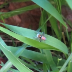 Maratus pavonis at Flynn, ACT - 3 Oct 2020