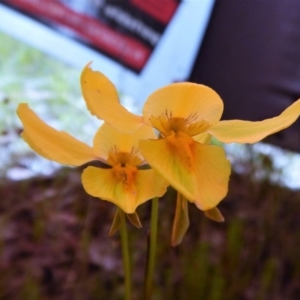 Diuris amabilis at Kaleen, ACT - 19 Oct 2016