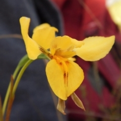 Diuris amabilis at Kaleen, ACT - 19 Oct 2016