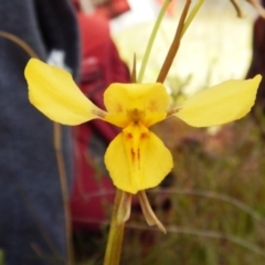 Diuris amabilis at Kaleen, ACT - 19 Oct 2016