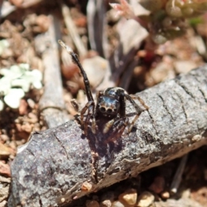 Maratus chrysomelas at Majura, ACT - 2 Oct 2020