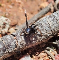 Maratus chrysomelas at Majura, ACT - 2 Oct 2020