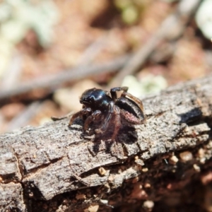 Maratus chrysomelas at Majura, ACT - 2 Oct 2020 10:45 AM