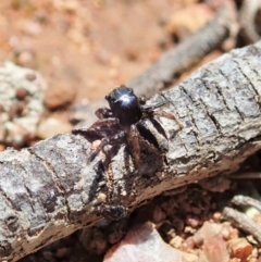 Maratus chrysomelas at Majura, ACT - 2 Oct 2020