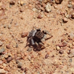 Maratus vespertilio (Bat-like peacock spider) at Mount Majura - 2 Oct 2020 by CathB