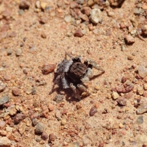 Maratus vespertilio at Majura, ACT - 2 Oct 2020