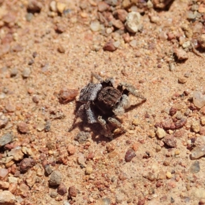 Maratus vespertilio (Bat-like peacock spider) at Majura, ACT - 2 Oct 2020 by CathB