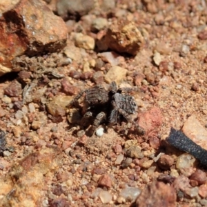 Maratus vespertilio at Majura, ACT - 2 Oct 2020