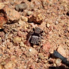 Maratus vespertilio at Majura, ACT - suppressed