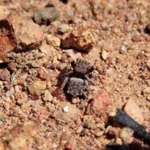 Maratus vespertilio at Majura, ACT - 2 Oct 2020