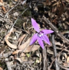 Glossodia major (Wax Lip Orchid) at Bruce, ACT - 3 Oct 2020 by JenniM