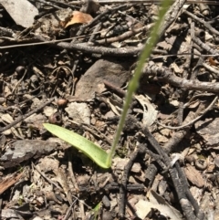 Glossodia major at Bruce, ACT - suppressed