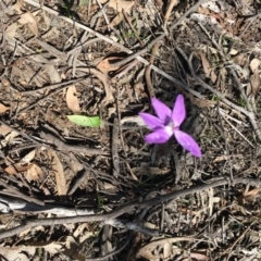 Glossodia major at Bruce, ACT - suppressed