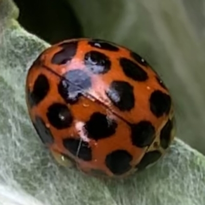 Harmonia conformis (Common Spotted Ladybird) at Black Range, NSW - 3 Oct 2020 by StephH