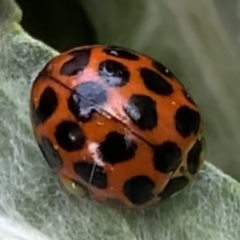 Harmonia conformis (Common Spotted Ladybird) at Black Range, NSW - 3 Oct 2020 by Steph H