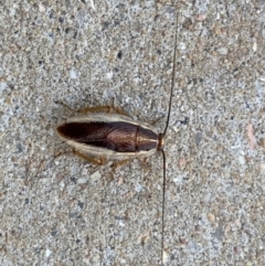 Balta bicolor (A balta cockroach) at Black Range, NSW - 3 Oct 2020 by StephH