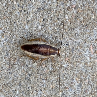 Balta bicolor (A balta cockroach) at Black Range, NSW - 3 Oct 2020 by Steph H