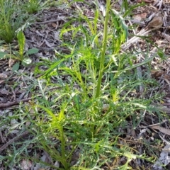 Lepidium pseudotasmanicum (Shade Peppercress) at suppressed - 23 Sep 2020 by DJohnson