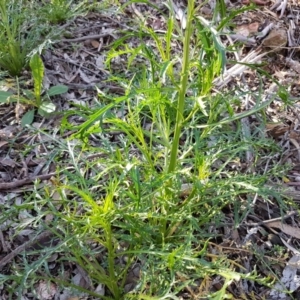 Lepidium pseudotasmanicum at suppressed - suppressed